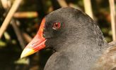 moorhen4.jpg