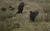 moorhens2.jpg