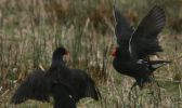 moorhens3.jpg