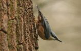 nuthatch.jpg