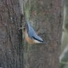 nuthatch11.jpg