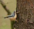 nuthatch2.jpg