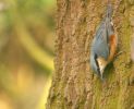 nuthatch2_bradley.jpg