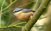 nuthatch3_bradley.jpg