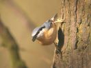 nuthatch_bradley.jpg