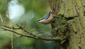 nuthatch~0.jpg