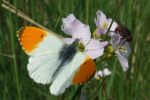 orangetip.jpg