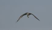 osprey-with-fish2.jpg