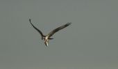 osprey-with-fish3.jpg