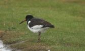 oystercatcher.jpg