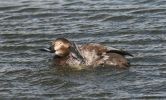 pochard-female.jpg