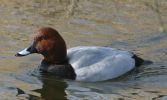 pochard2.jpg