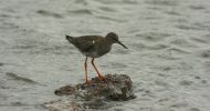 redshank6.jpg