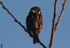 reed-bunting.jpg