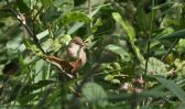 reed-warbler.jpg