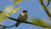 reed-warbler2.jpg