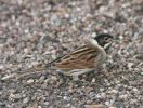 reed_bunting.jpg