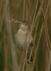 reed_warbler.jpg