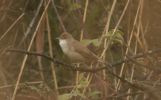 reed_warbler2.jpg