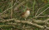 reed_warbler4.jpg