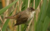 reed_warbler~0.jpg