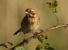 reedbunting.jpg