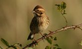 reedbunting3.jpg