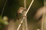 reedwarbler.jpg