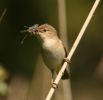 reedwarbler2.jpg