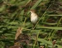 reedwarblers.jpg