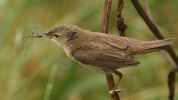 reedwarbler~0.jpg