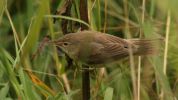 reedwarbler~1.jpg