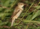 reedwarbler~2.jpg