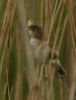 reedwarbler~3.jpg