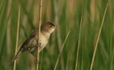 reedwarbler~4.jpg