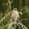 reedwarbler~5.jpg