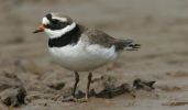 ringed-plover1.jpg