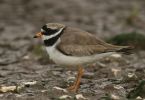 ringed_plover2.jpg