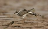 ringed_plover3.jpg