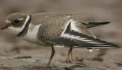 ringed_plover4.jpg