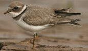 ringedplover4.jpg