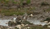 ringedplover_bathing.jpg