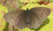 ringlet2.jpg