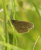 ringlet_butterfly.jpg