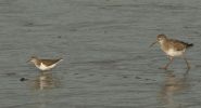 sandpiper_redshank.jpg