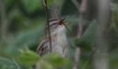 sedge-warbler.jpg