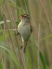 sedge_warbler.jpg