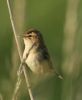 sedge_warbler2.jpg