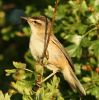 sedge_warbler~0.jpg