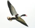 shelduck2.jpg